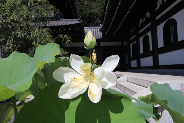 花散歩　境内の花々