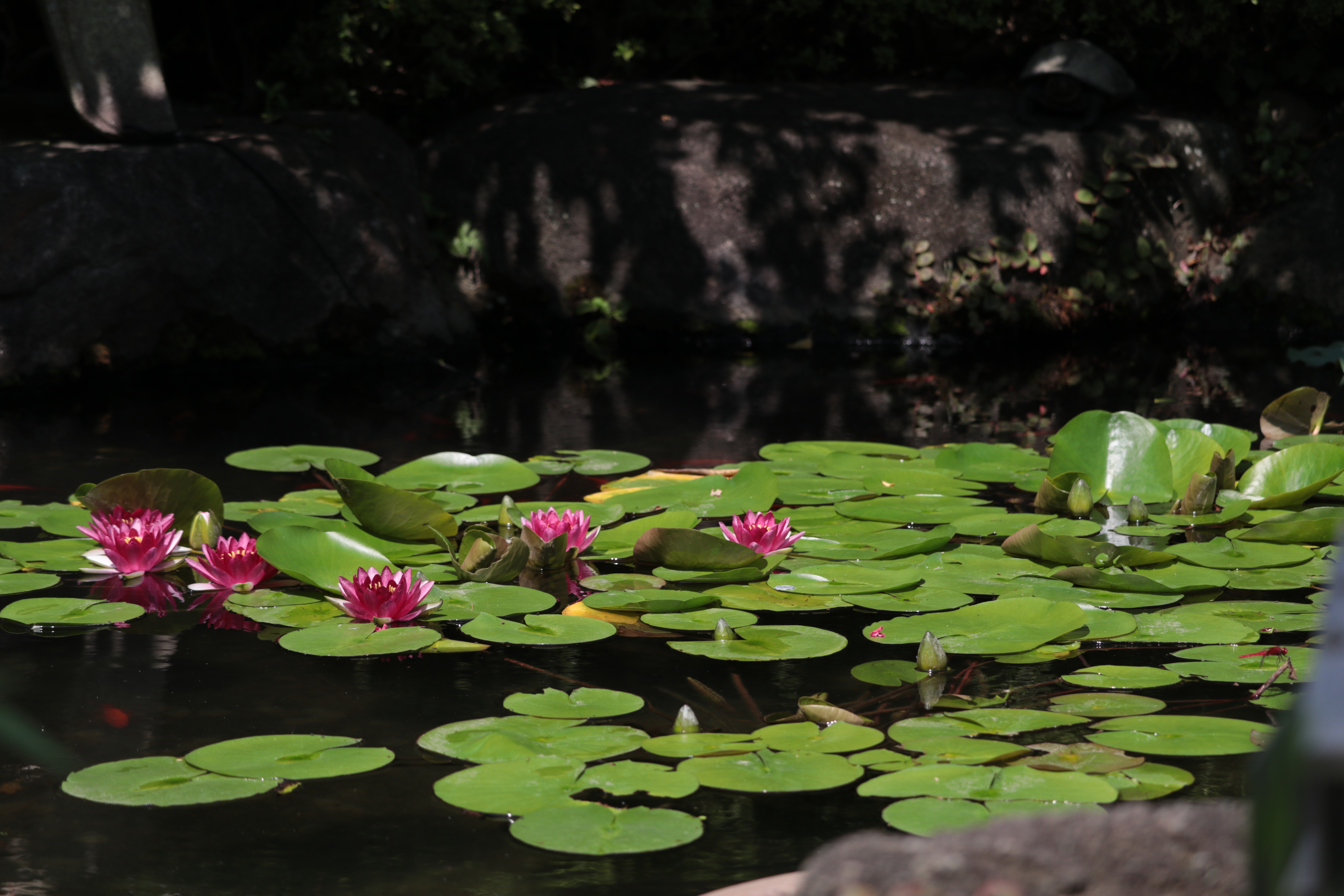 花散歩　境内の花々