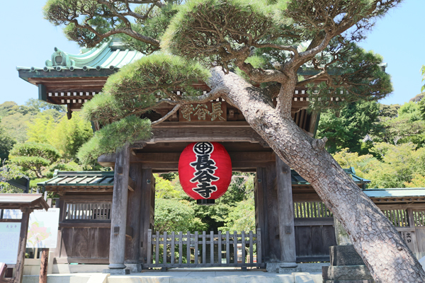 花散歩　境内の花々　お知らせ