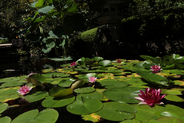 花散歩　境内の花々