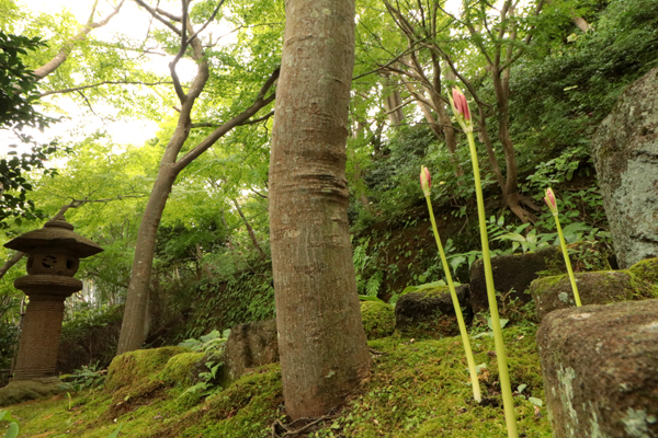 花散歩　境内の花々