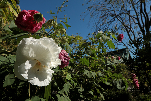 花散歩　境内の花々