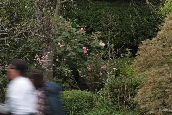 花散歩　境内の花々