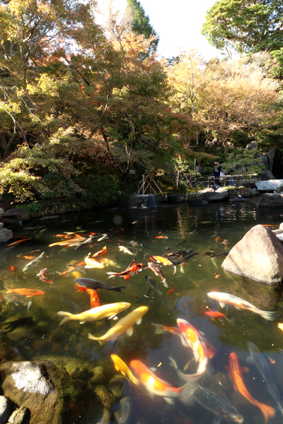 紅葉状況・花散歩