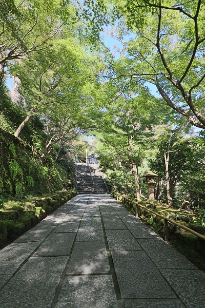 花散歩　境内の花々