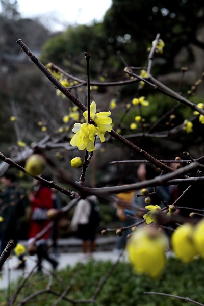 境内の花々