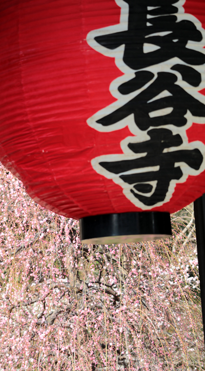 花散歩　境内の花々