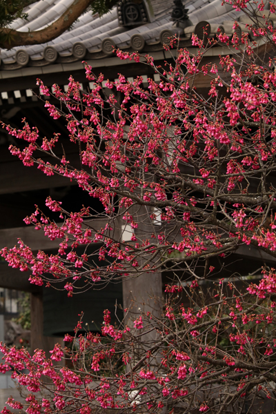 花散歩　境内の花々