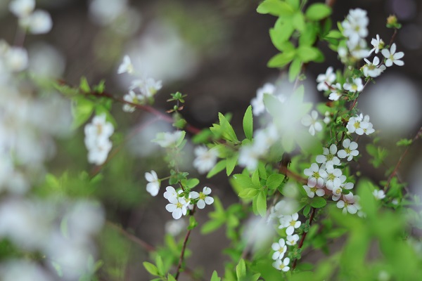 花散歩　境内の花々