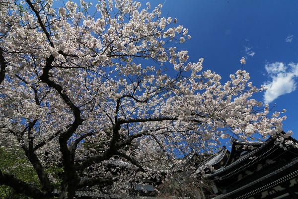 花散歩　境内の花々