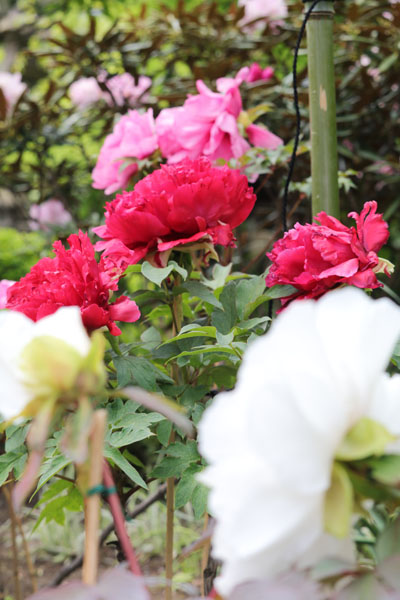 花散歩　境内の花々