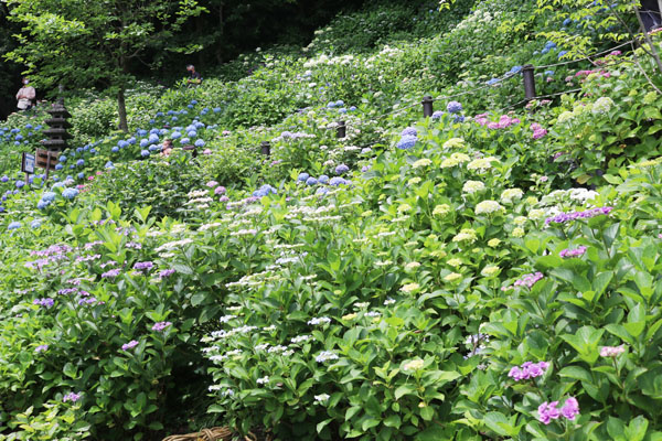 あじさいの開花状況です