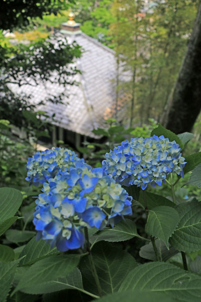 花散歩　アジサイ状況