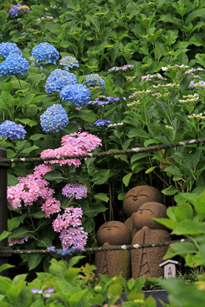 花散歩　アジサイ状況