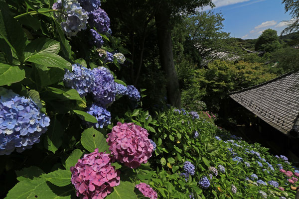 花散歩　あじさい路状況