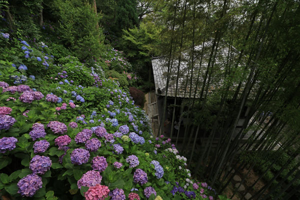 花散歩　アジサイ状況　