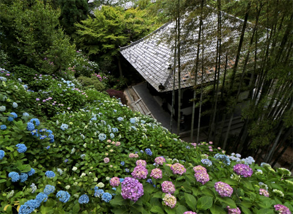 花散歩　アジサイ開花状況