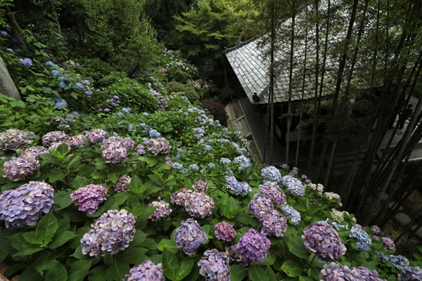 花散歩　境内の花々