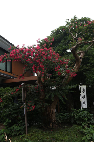 花散歩　境内の花々