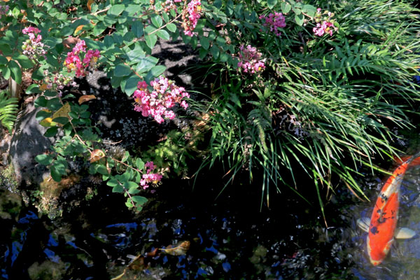 花散歩　境内の花々