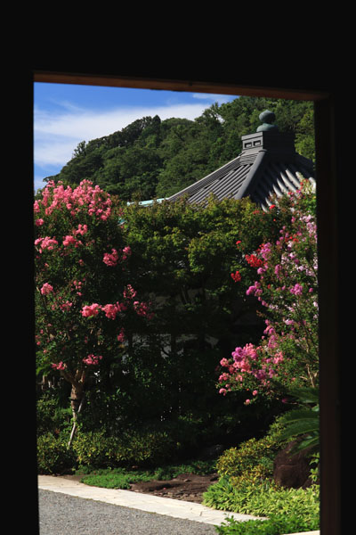 花散歩　境内の花々