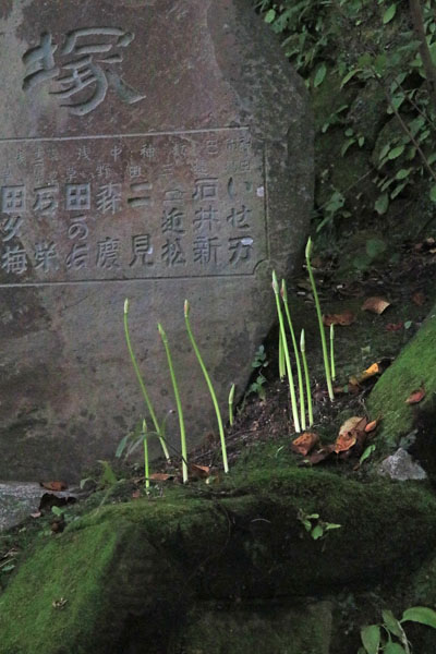 花散歩　境内の花々