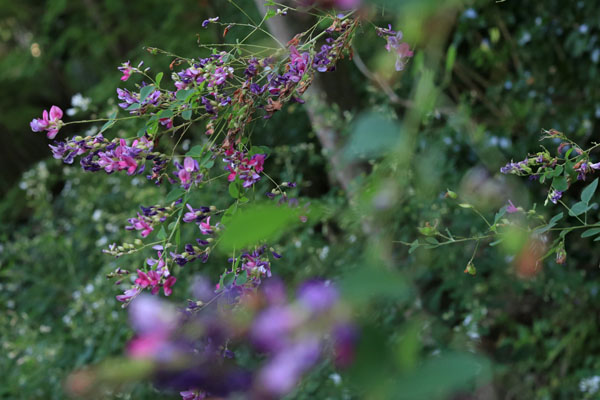 花だより　境内の花々