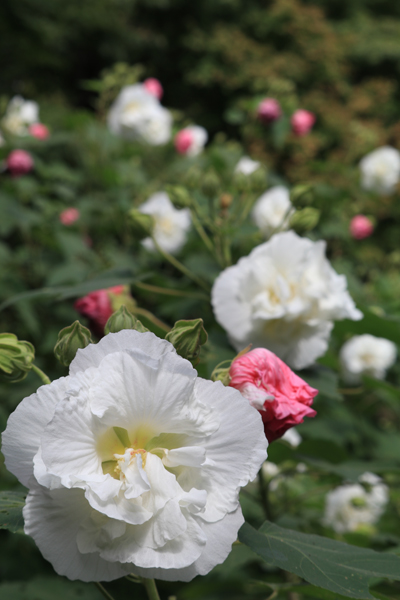 花だより　境内の花々