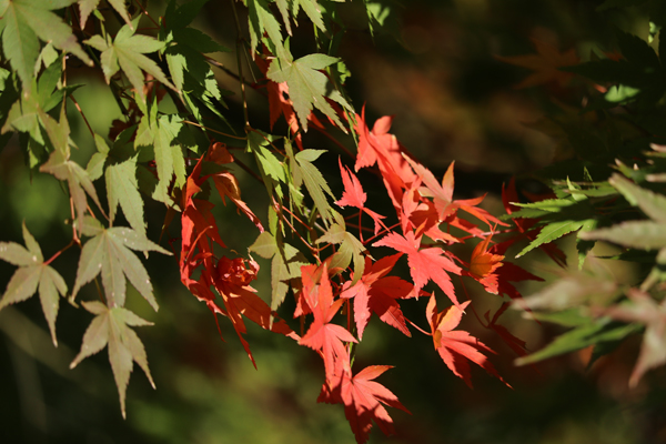 11/28撮影　紅葉状況