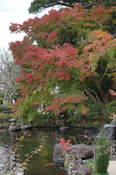 境内の花々