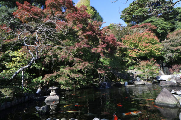 境内の花々