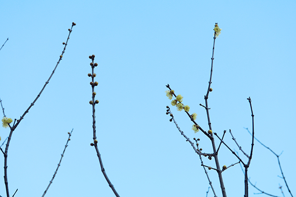 境内の花々