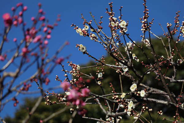 境内の花々