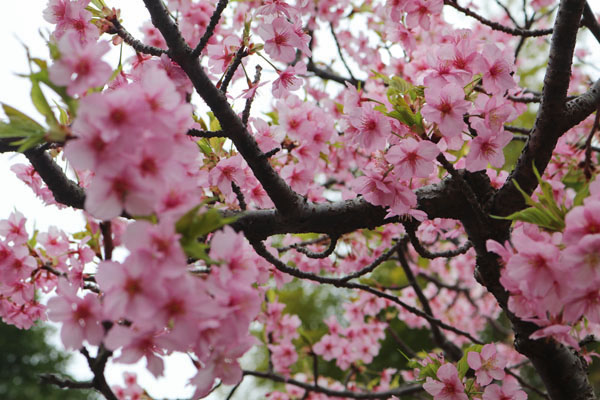 境内の花々