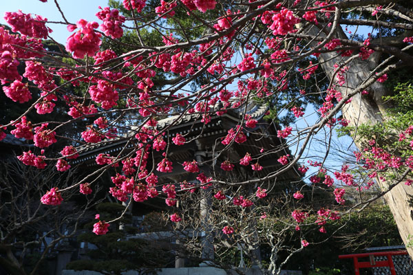 境内の花々