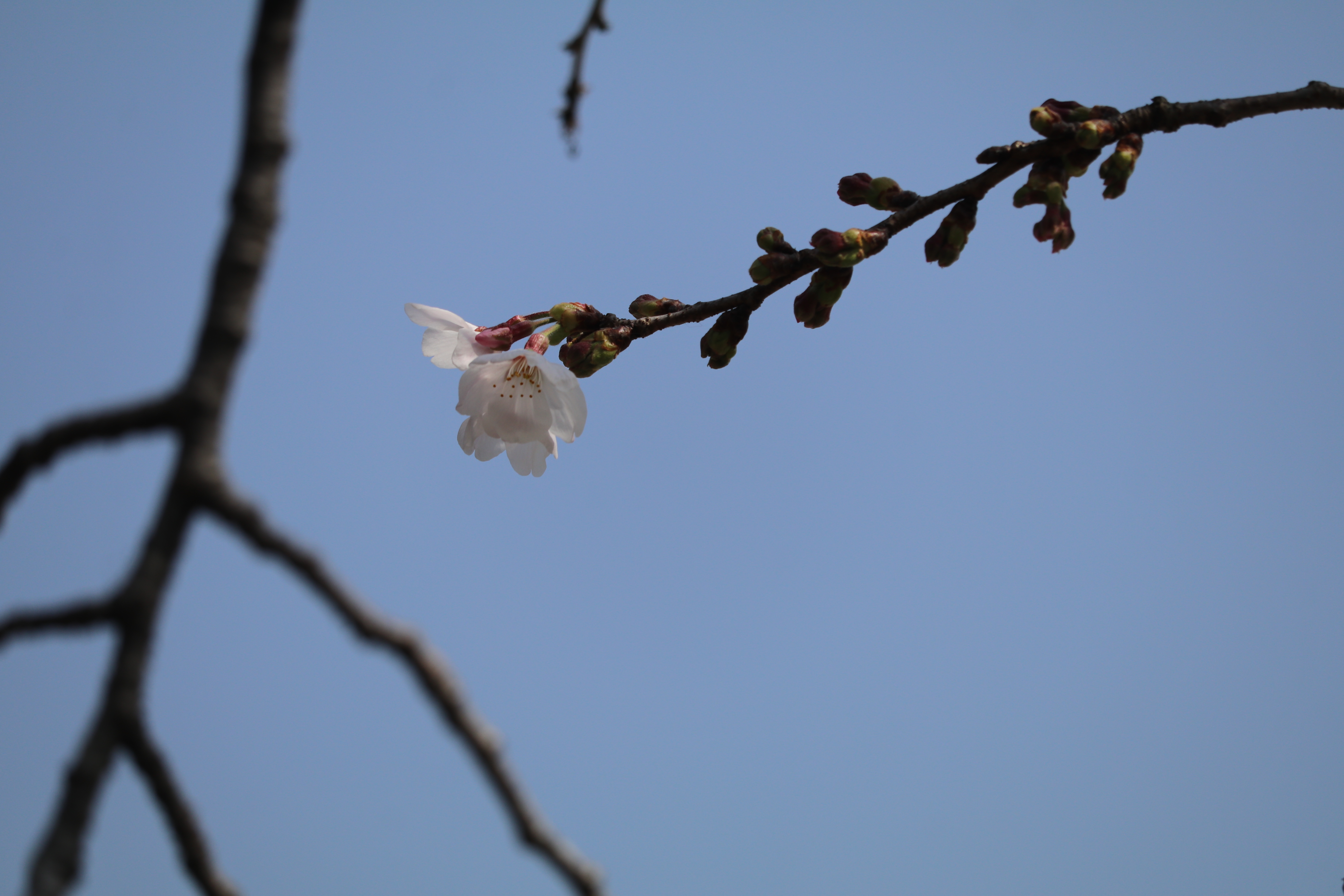 境内の花々　状況