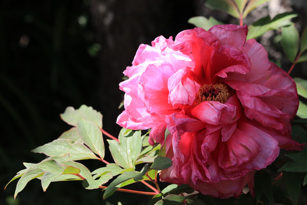 境内の花々