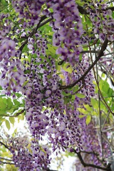 境内の花々