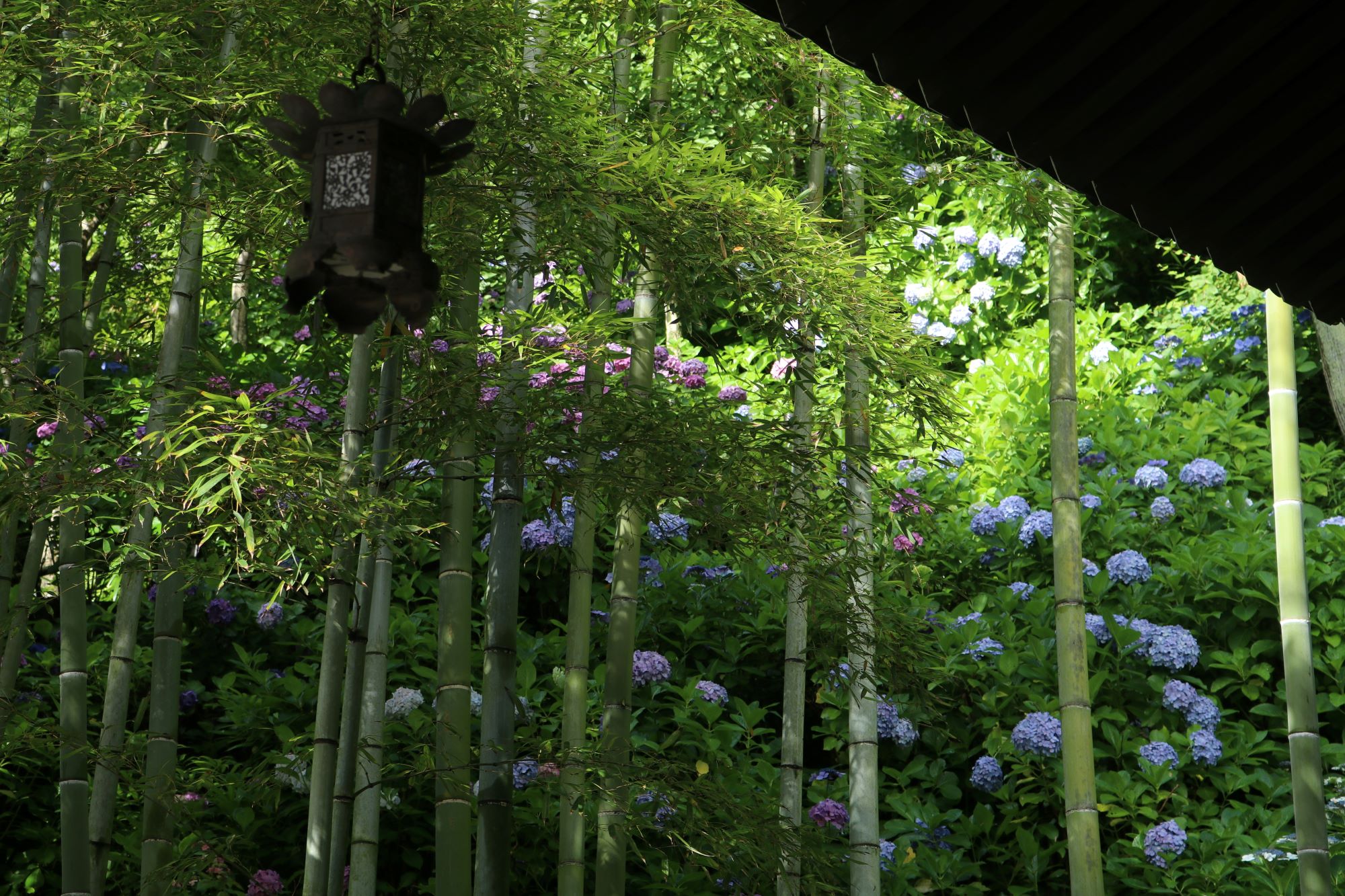 あじさい開花状況