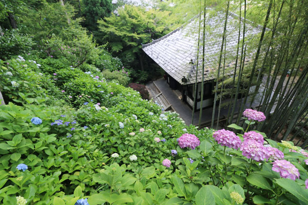 あじさい開花状況