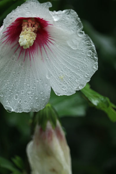 境内の花々