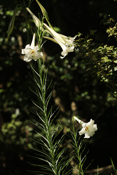 境内の花々