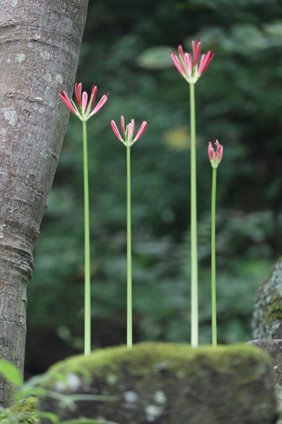 境内の花々