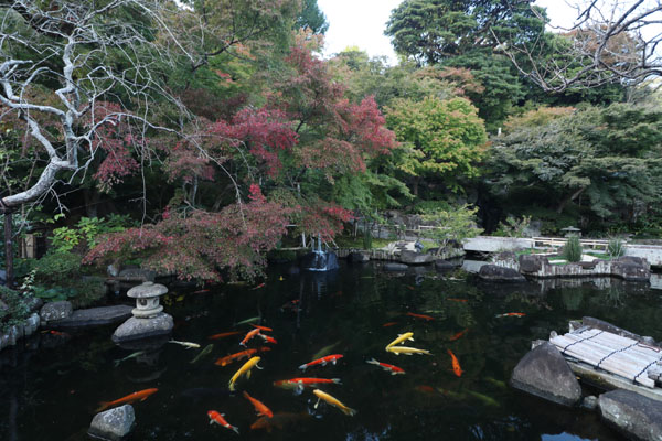 紅葉状況