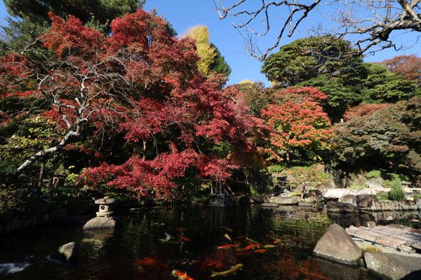 紅葉状況