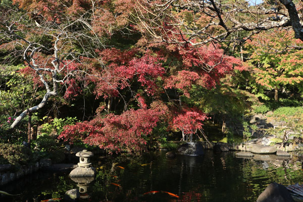 紅葉状況