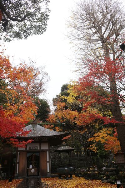 紅葉状況