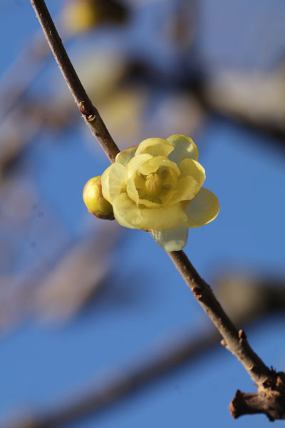 境内の花々