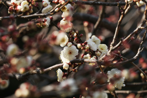 境内の花々