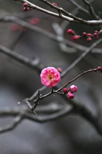 境内の花々